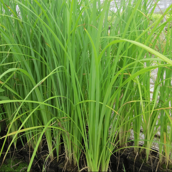 Carex acuta Slender Tufted Sedge growing as a dense clump of upright green foliage at the edge of a pond
