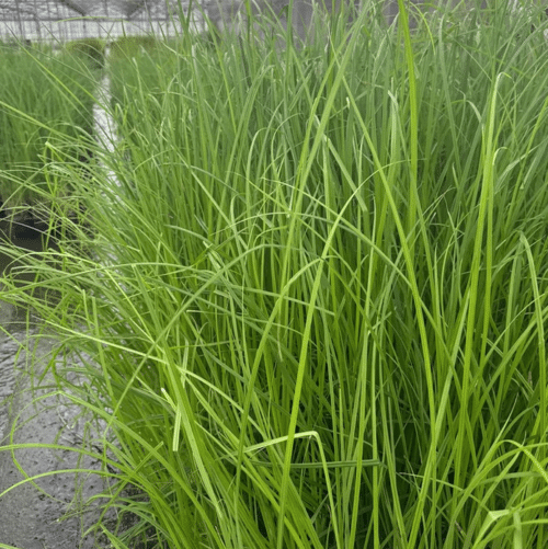 Slender Tufted Sedge Carex acuta growing on a wildlife pond margin with arching green foliage