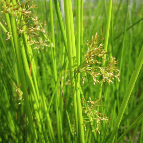 Soft Rush Juncus effusus growing beside a wildlife pond with upright green stems