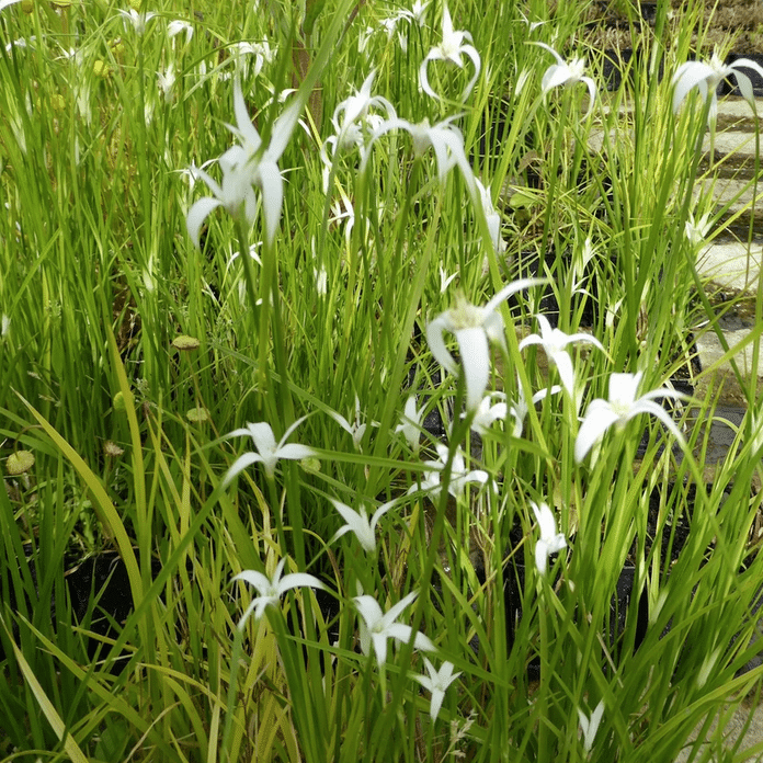 Star Grass Dichromena colorata growing beside a pond with white star shaped flowers