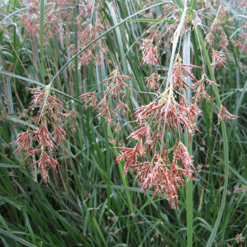Cyperus longus planted beside a natural pond with tall glossy foliage and brown flower clusters