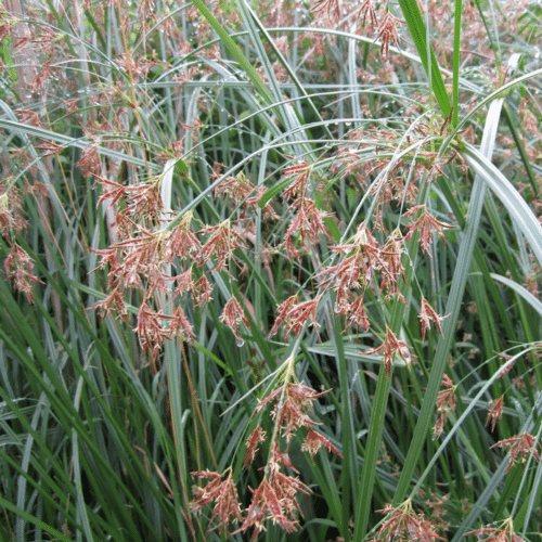 Sweet Galingale Cyperus longus growing along a wildlife pond margin with arching green foliage