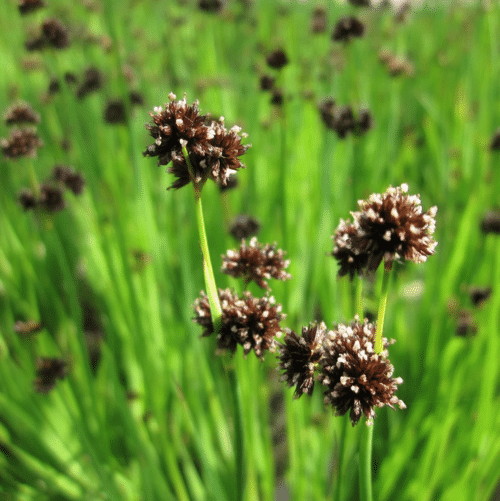 Swordleaf Rush Juncus ensifolius growing at the edge of a garden pond with upright green foliage