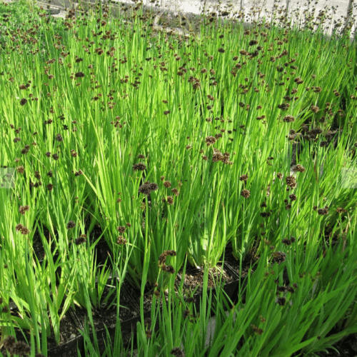 Juncus ensifolius with unusual spiky seed heads growing in shallow pond margins