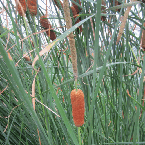 Thin Bulrush Typha lugdunensis growing beside a wildlife lake with slender foliage and brown seed heads