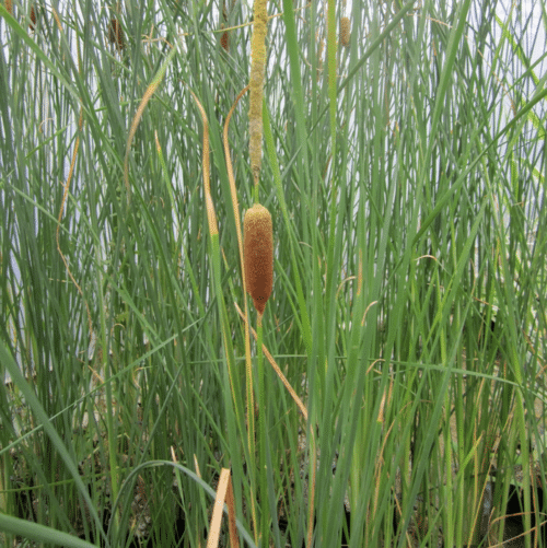 Elegant Thin Bulrush marginal pond plant with tall reed like stems and decorative seed heads