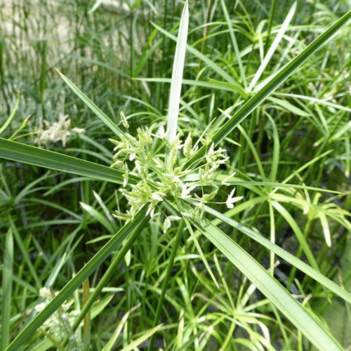 Tropical Umbrella Palm marginal pond plant in shallow water with architectural foliage
