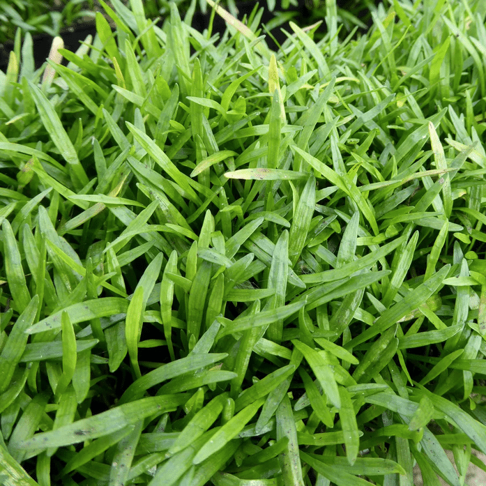 Brazilian Micro Sword Lilaeopsis brasiliensis forming a dense green carpet on the pond floor