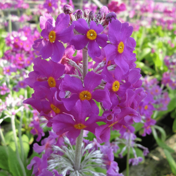 Close-up of purple-pink Candelabra Primrose flowers with golden yellow centres arranged in tiers around a pale stem.