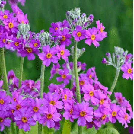 Candelabra Primrose Primula beesiana with tiered deep pink flowers growing in damp soil beside a pond edge