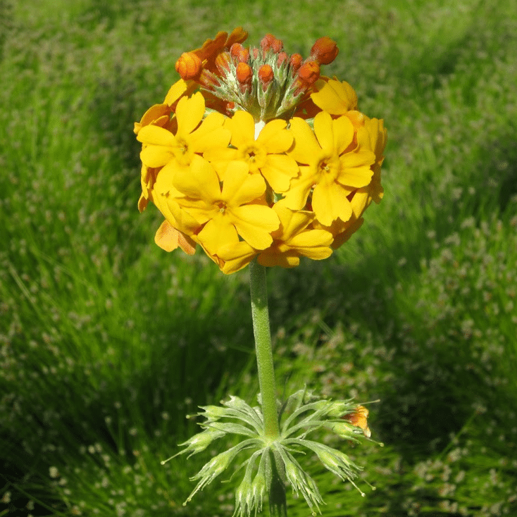 Golden yellow Candelabra Primrose flowers beneath orange buds on an upright green stem against a grassy background.