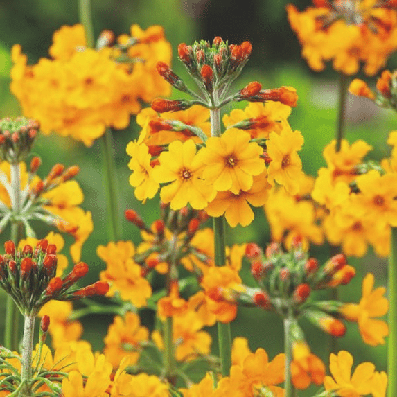 Candelabra Primrose Primula bulleyana with tiered golden yellow and apricot-orange flowers growing in damp soil beside pondside planting
