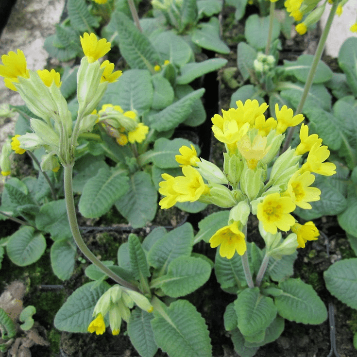 Cowslip Primula veris UK native pondside plant with yellow spring flowers for wildlife-friendly pond edges damp grass and natural garden planting