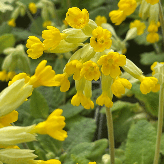 Cowslip Primula veris UK native pondside plant with yellow spring flowers for wildlife-friendly pond edges damp grass and natural garden planting