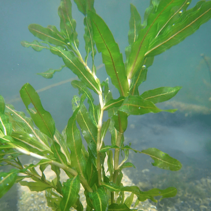 Curly Pondweed Potamogeton crispus growing beneath clear pond water with narrow green leaves and strongly curled edges