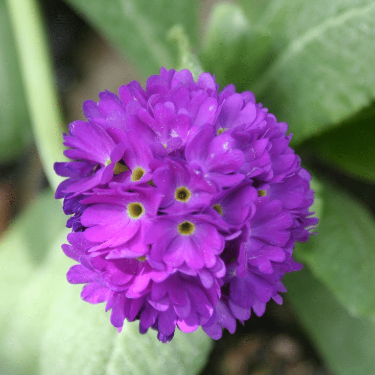 Dense, rounded head of violet-purple Drumstick Primula flowers with yellow centres, surrounded by blurred green foliage.