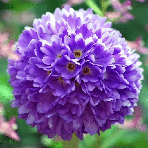Drumstick Primula Primula denticulata pondside plant with rounded purple spring flowers for damp pond edges bog gardens and wildlife planting