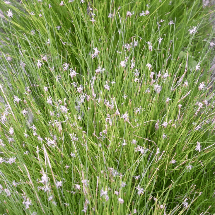 Dwarf Hairgrass Eleocharis acicularis oxygenating pond plant with fine green grass like foliage and delicate flowers