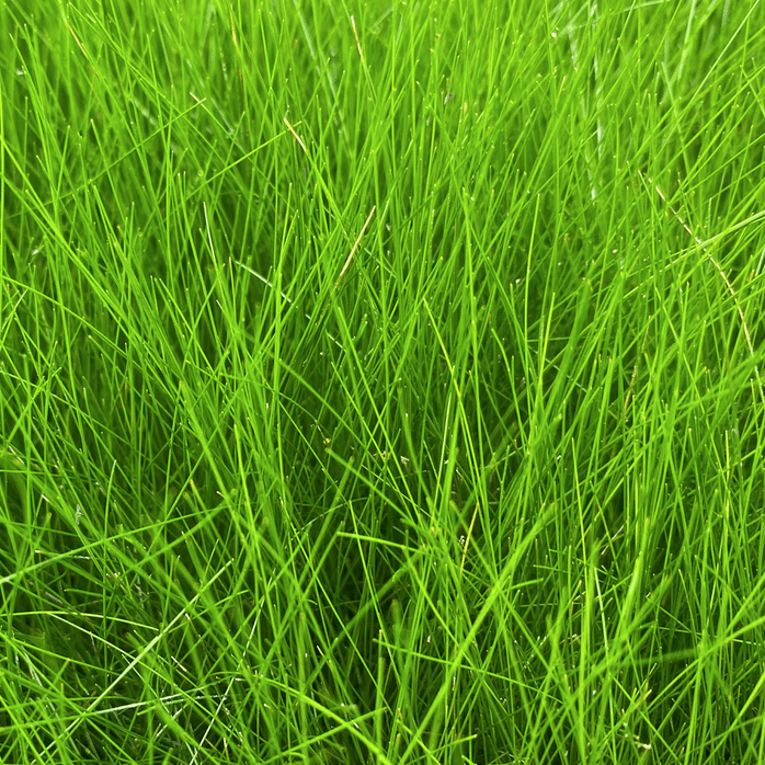Dwarf Hairgrass Eleocharis acicularis growing in shallow pond water with fine green grass-like foliage