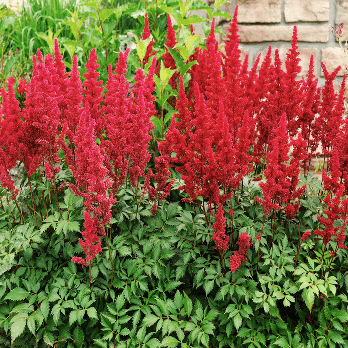 False Goat’s Beard Red Astilbe moisture loving pondside plant with vivid red flower plumes and fern like foliage for damp borders and bog gardens
