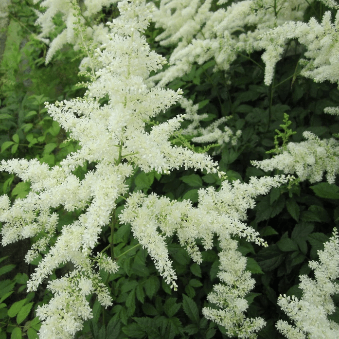 False Goat’s Beard White Astilbe moisture loving pondside plant with pure white flower plumes and fern like foliage for damp borders and bog gardens