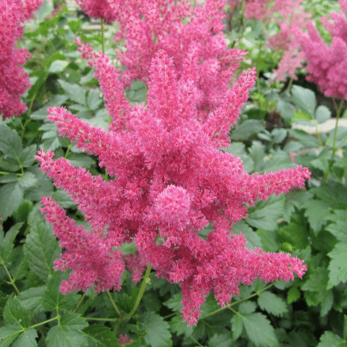 False Goat’s Beard Pink Astilbe moisture loving pondside plant with soft pink flower plumes and fern like foliage for damp borders and bog gardens