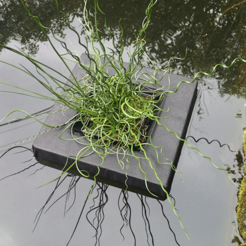 Floating Marginal Basket holding a potted marginal pond plant on the surface of a garden pond without a planting shelf