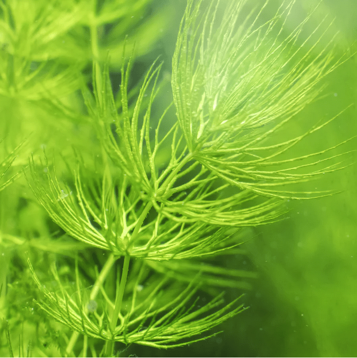 Hornwort Ceratophyllum demersum growing underwater in a wildlife pond helping oxygenate the water