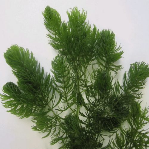 Dense Hornwort foliage providing cover for fish, tadpoles and aquatic wildlife in a garden pond