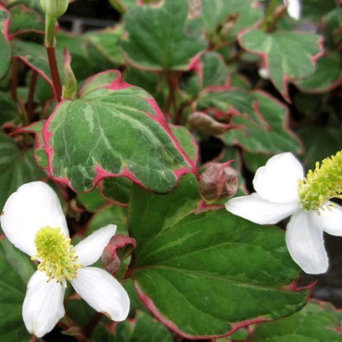 Houttuynia cordata Boo Boo with crinkled heart shaped cream and red foliage and small white flowers
