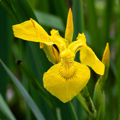 Close up of Yellow Flag Iris Iris pseudacorus showing a bright yellow flower with green sword shaped leaves in the background