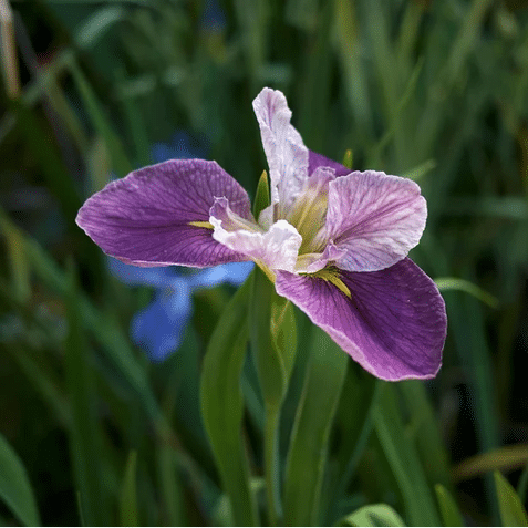 Louisiana Iris Colorific with soft purple and pale pink flowers above green sword shaped pond marginal foliage