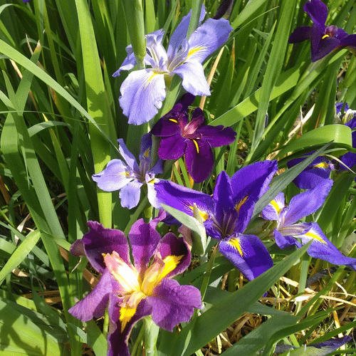Mixed Louisiana Iris marginal pond plant with upright sword like foliage and mixed summer flowers for sunny pond edges shallow water and damp borders