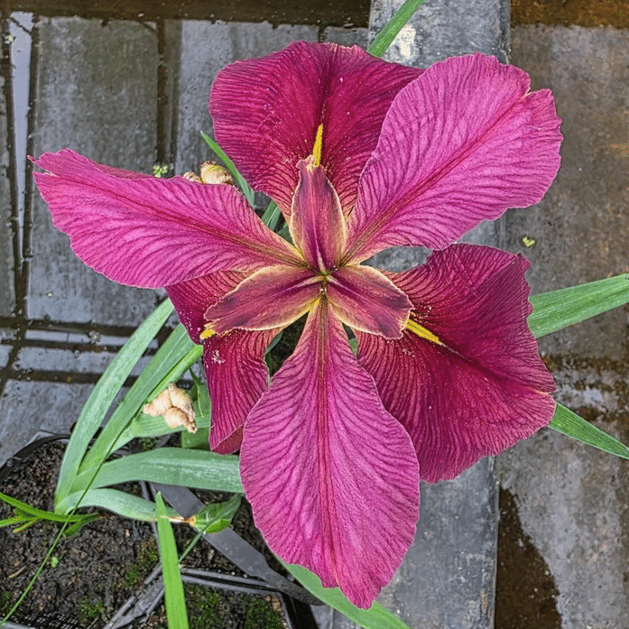 Close up of Iris louisiana Rhett showing a deep pink and burgundy Louisiana Iris flower with green sword shaped foliage