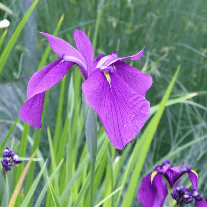 Japanese Clematis Iris Iris ensata Kaempferi with large purple flowers and upright sword like foliage beside a damp pond edge