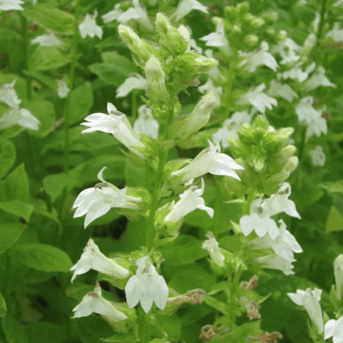 White Lobelia Lobelia siphilitica alba with upright white flower spikes growing beside a pond edge
