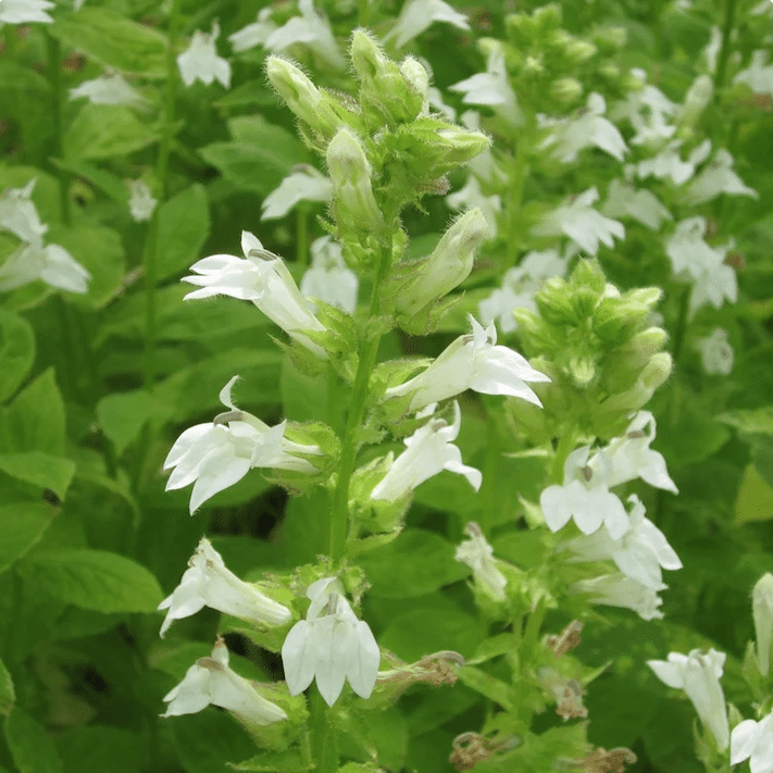 White Lobelia Lobelia siphilitica alba with upright white flower spikes growing beside a pond edge