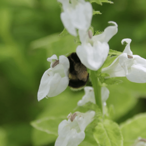 Close view of White Lobelia showing bright white tubular flowers on upright green stems
