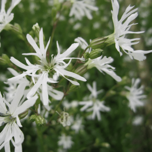 White Ragged Robin Lychnis flos-cuculi White Robin flowering beside a wildlife pond with delicate white ragged flowers