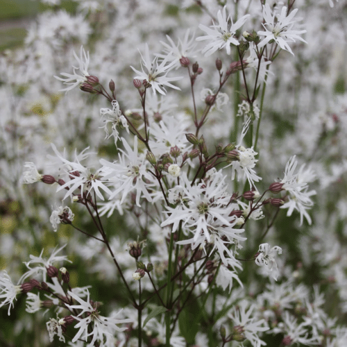 White Ragged Robin growing in a bog garden with elegant white star shaped flowers and green foliage