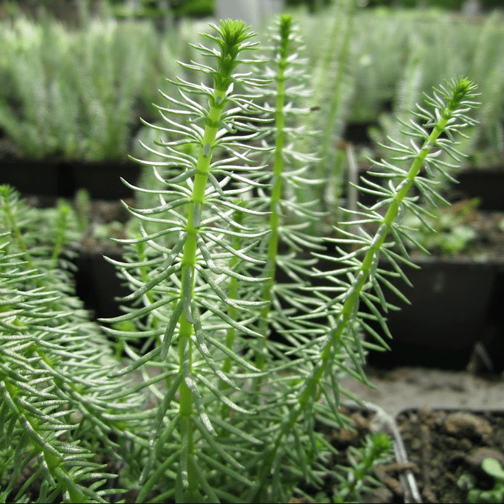 Close up of Hippuris vulgaris Mare’s Tail showing upright green stems and narrow whorled leaves growing above the water