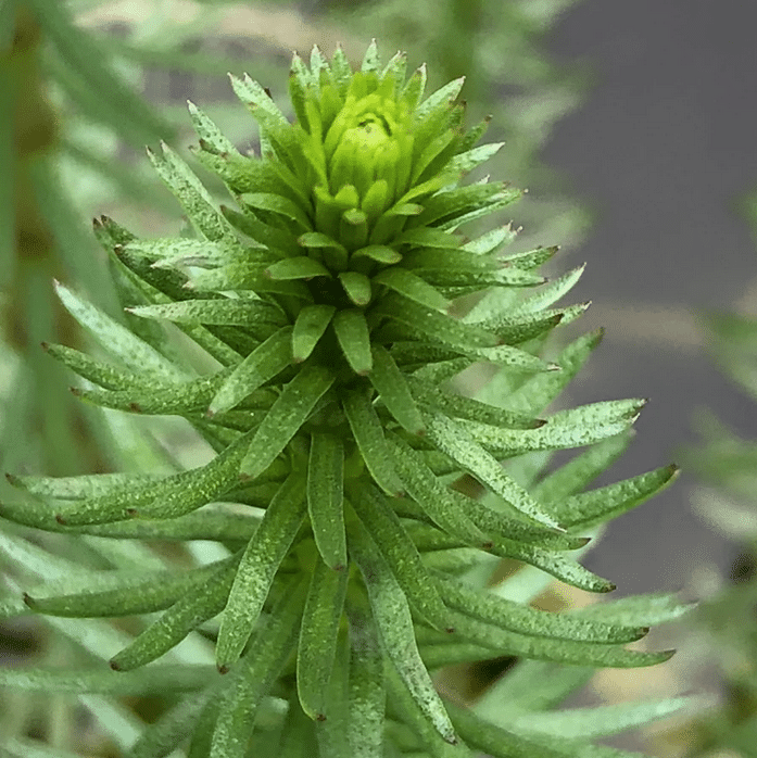 Mare's Tail Hippuris vulgaris growing in a wildlife pond with distinctive bottle brush foliage
