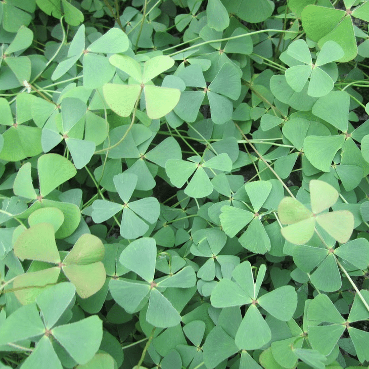 Water Shamrock Marsilea quadrifolia aquatic pond plant with distinctive four leaf clover shaped green foliage