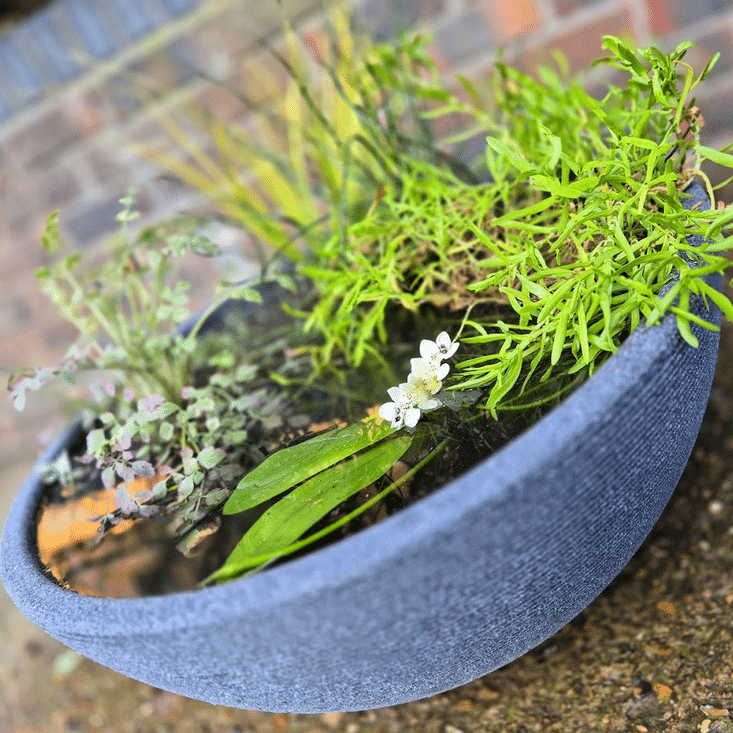 Mini Garden Pond Kit with mixed aquatic pond plants growing in a compact grey container, ideal for patios and small gardens