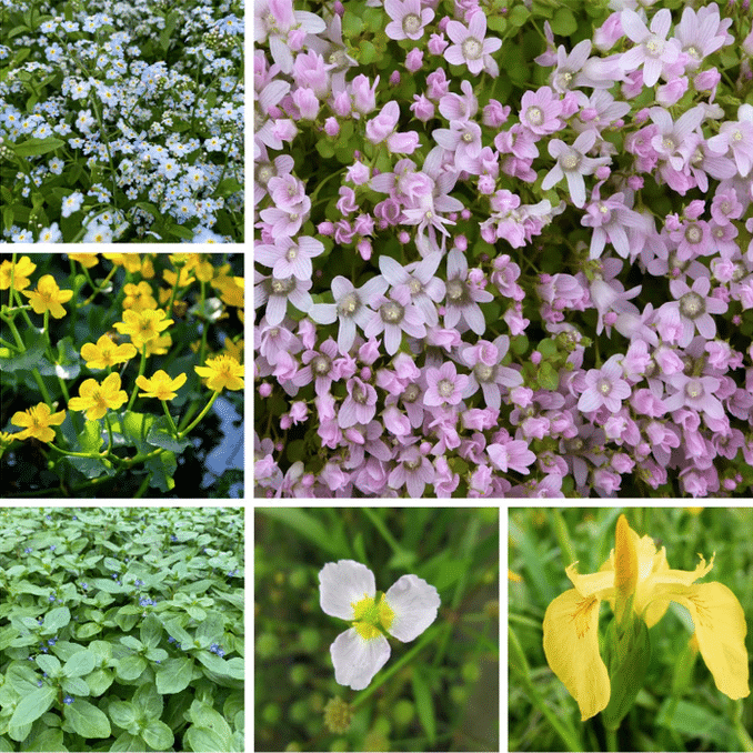 Native Wildlife Marginal Pond Pack with mixed UK native marginal pond plants selected for wildlife ponds and pollinators