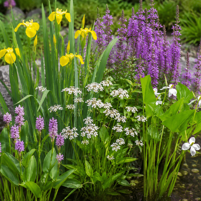 Native wildlife marginal pond plant pack grouped at a pond edge