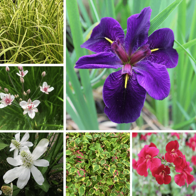 Ornamental Marginal Pond Pack with mixed decorative marginal pond plants selected for colour foliage and structure