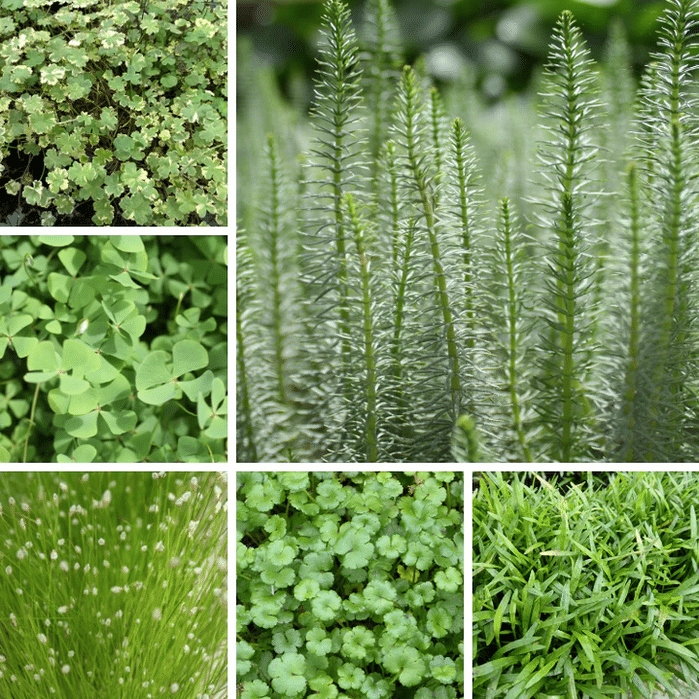 Mixed Oxygenator Pond Plant Pack with potted aquatic oxygenating plants selected for UK garden ponds and wildlife ponds