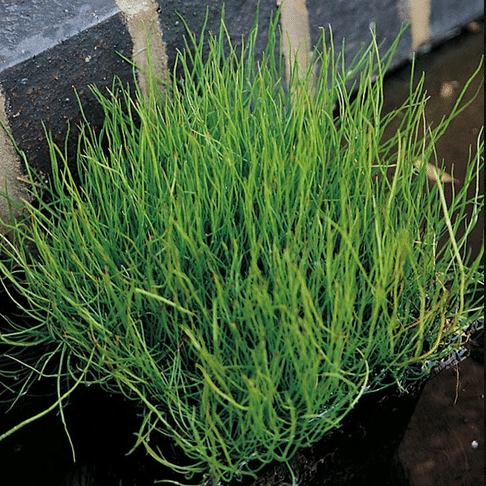 Pepper Grass Pilularia globulifera native oxygenating pond plant with fine bright green grass like foliage