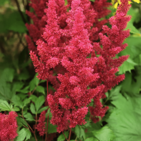 False Goat’s Beard Red Astilbe moisture loving pondside plant with vivid red flower plumes and fern like foliage for damp borders and bog gardens